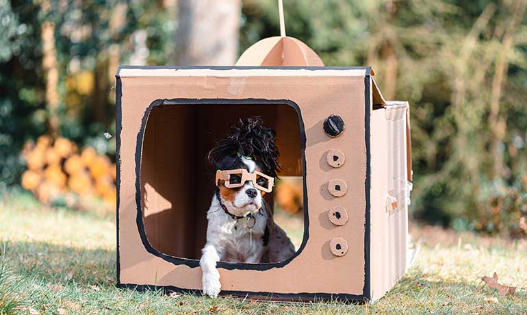 Vidéo marketing ciblée sur une niche